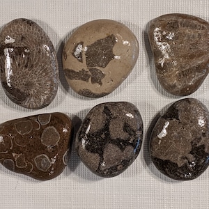 May include: Six polished stones with unique patterns and colors. The stones range in shades of brown, tan, and gray, with visible fossil-like textures and circular designs. Each stone has a smooth, glossy finish.