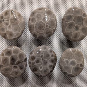 May include: Six gray and white fossilized sea urchin stones. The stones are round and have a textured surface.
