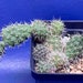 see more listings in the Desert Cacti section