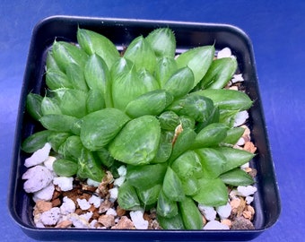 Haworthia cymbiformis var. obtusa shown in a 2” pot, #3149