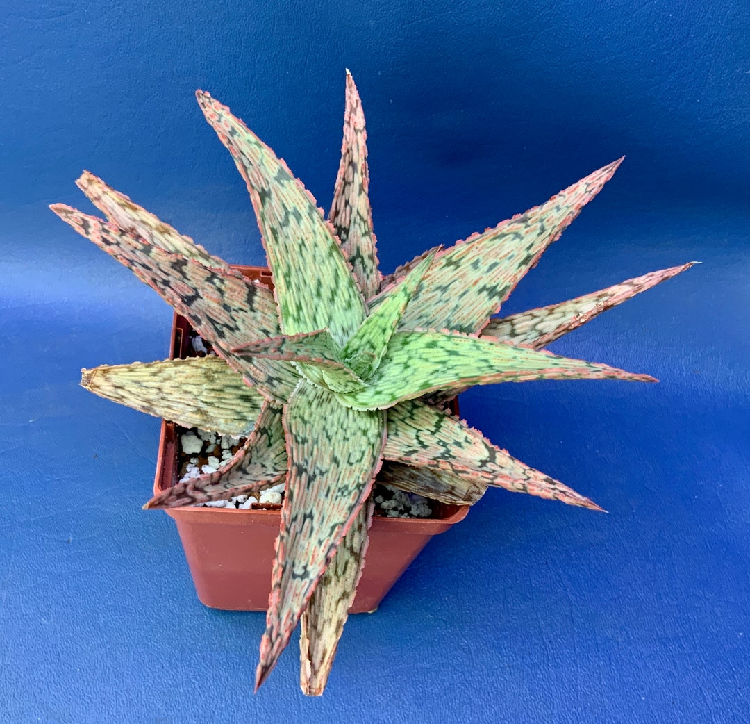 Aloe firecracker Shown in a 4 Pot, 3230 Etsy