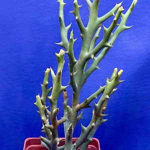Euphorbia stenoclada shown in a 4” pot, #G1276
