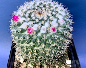 Mammillaria geminispina shown in a 4” pot, #3033