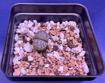 Lithops marmorata var. marmorata [*framesii] C365 shown in a 2” pot, Living Stones, #1570