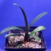 see more listings in the Bulb Type Plants section