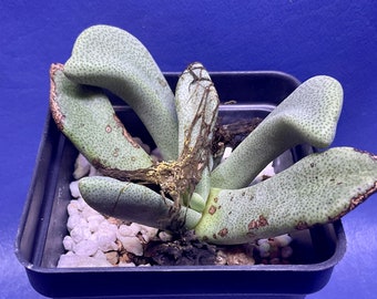 Pleiospilos compactus ssp. minor shown in a 2” pot, mesemb, #G1044