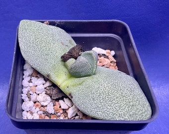 Pleiospilos simulans shown in a 2” pot, mesemb, #G1732