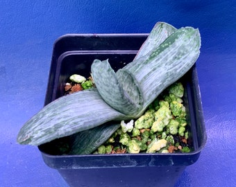 Gasteria ‘Sakura Fuji’ shown in a 2” pot, #3180