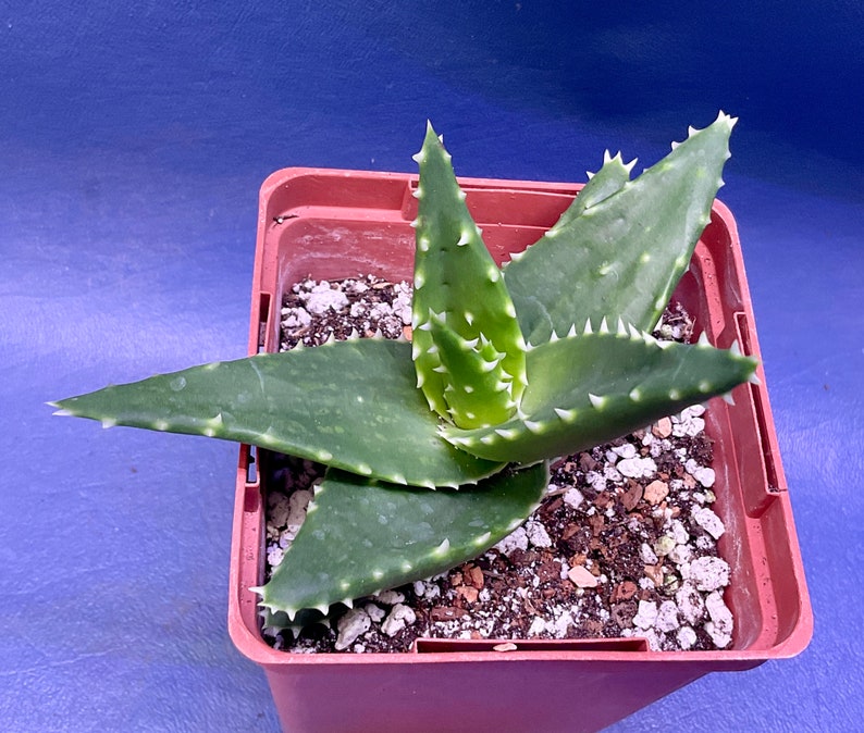 Aloe trex Shown in a 4 Pot 3241 Etsy