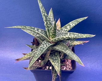 Gasteraloe shown in a 2” pot, #3333