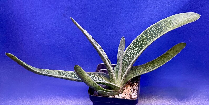 Gasteria brachyphylla variegata shown in a 2 pot, G1613 image 1