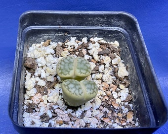 Lithops hookeri var. marginata C338 shown in a 2” pot, Living Stones, #1622