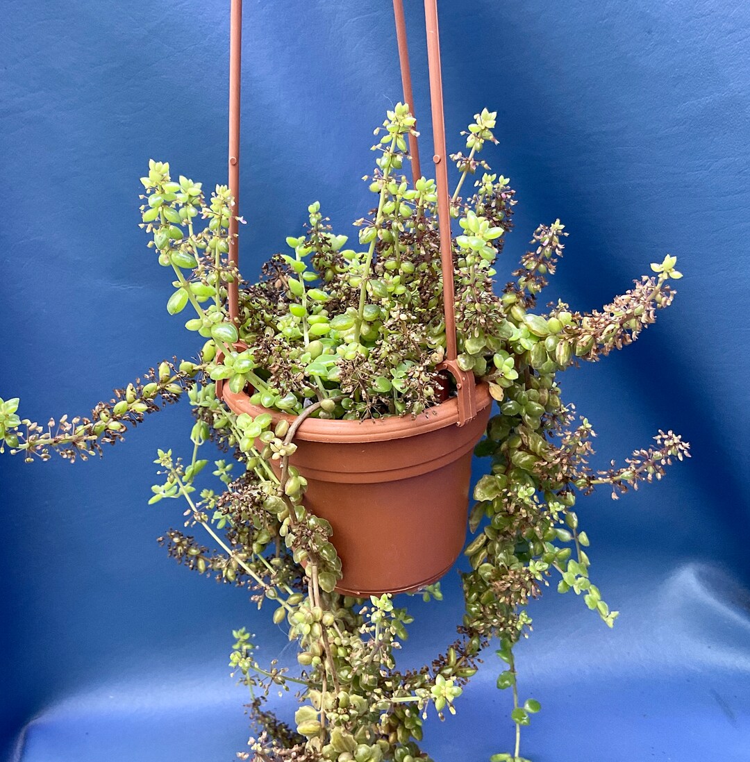 Coleus Prostratus Shown in a 4 Pot String of Pillows Etsy