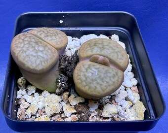 Lithops hookeri var. hookeri C114 shown in a 2” pot, Living Stones, #1271