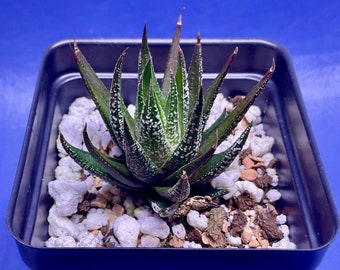 Haworthia attenuata ‘Wet Paint’ shown in a 2” pot, #G1398