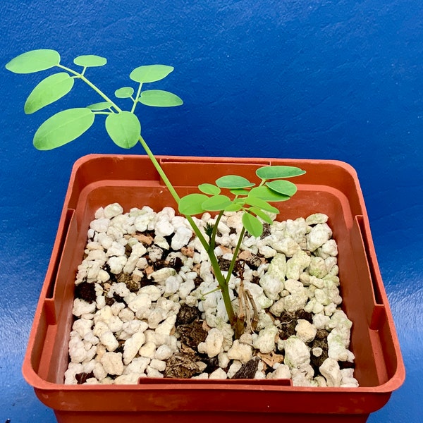 Moringa ovalifolia shown in a 4” pot, #G1898