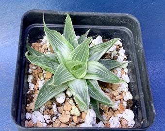 Haworthia retusa var. acuminata variegata shown in a 2” pot, #3222