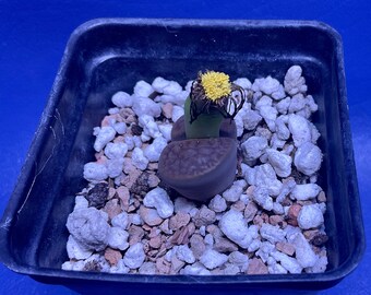 Lithops hookeri var. subfenestrata [*brunneoviolacea] C19 shown in a 2” pot, Living Stones, #1353