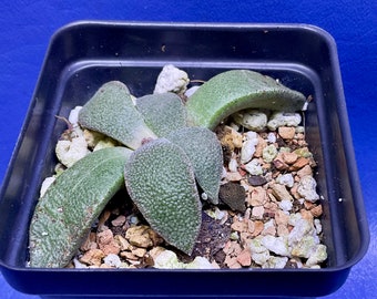 Aloinopsis rosulata shown in a 2” pot, mesemb, #G1381