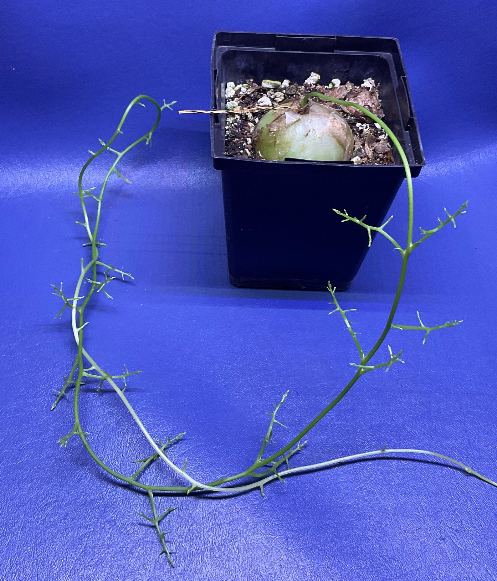 Bowiea Volubilis Shown in a 4 Pot, Climbing Sea Onion Etsy