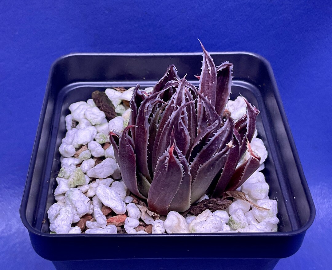 Haworthia Outeniquensis Shown in a 2 Pot, 3297 Etsy