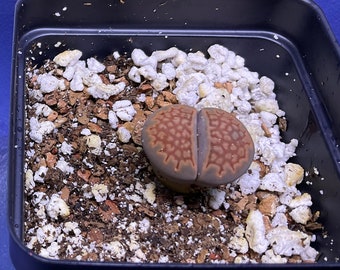 Lithops hallii var. hallii C94 shown in a 2” pot, Living Stones, #1039