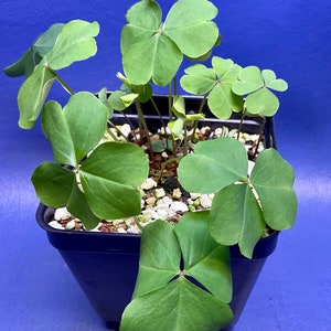 Oxalis debilis Aureoreticulata shown in a 4 pot, G1661 image 2