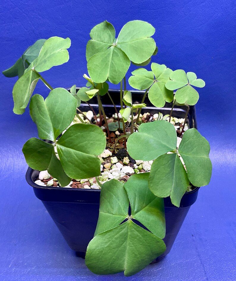 Oxalis debilis Aureoreticulata shown in a 4 pot, G1661 image 2