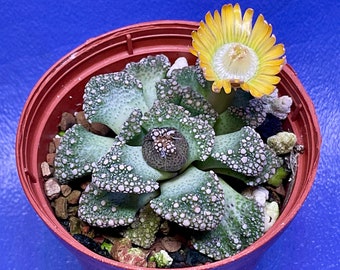 Titanopsis calcarea shown in a 2” pot, mesemb