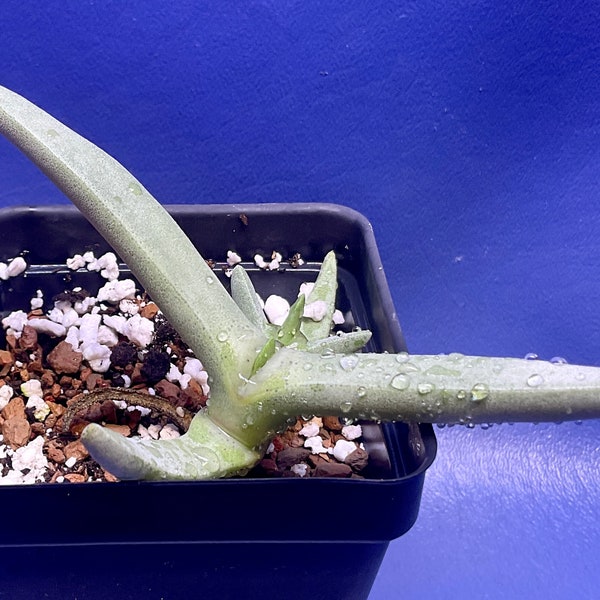 Cephalophyllum tetrastichum shown in a 2” pot, mesemb, #3295