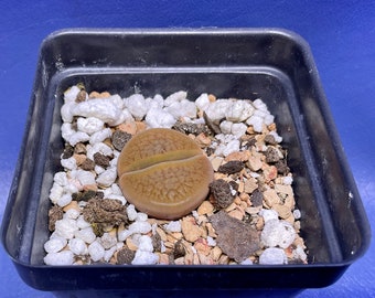 Lithops hookeri var. subfenestrata [*brunneoviolacea] C19 shown in a 2” pot, Living Stones, #1902