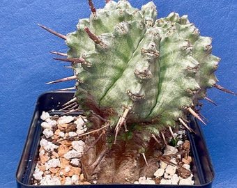 Euphorbia horrida major shown in a 4” pot, #G1854