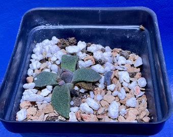 Aloinopsis rubrolineata shown in a 2” pot, mesemb, #G1227