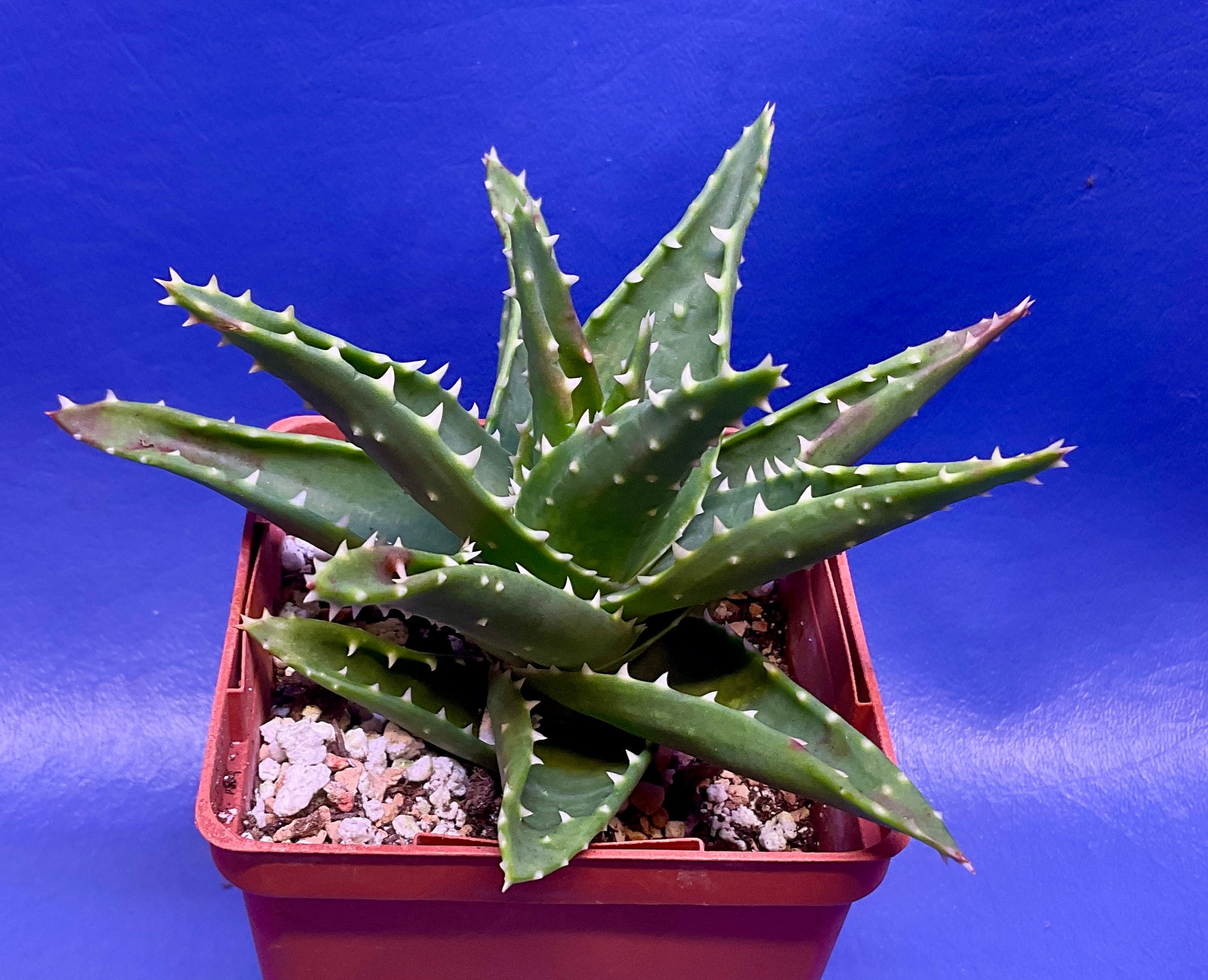 Aloe trex Shown in a 4 Pot, G1378 Etsy