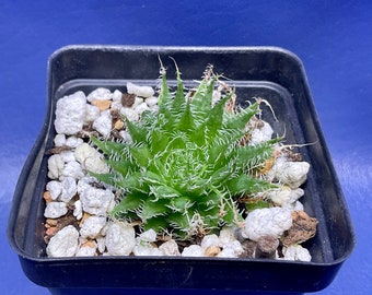 Haworthia arachnoidea var. xiphiophylla shown in a 2” pot, #G1367