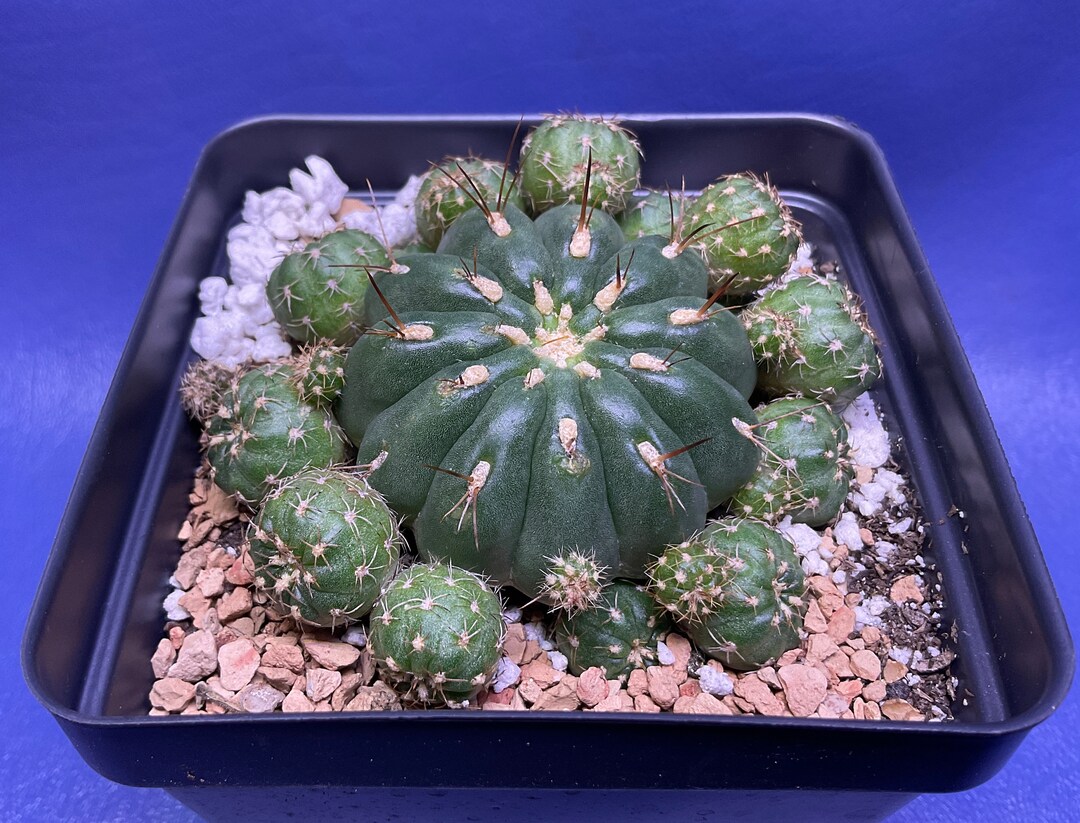 Matucana Polzii Shown in a 4 Pot, G1138 - Etsy