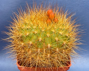 Matucana weberbaueri orange flowered form, shown in a 4” pot, #3289