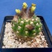see more listings in the Desert Cacti section