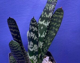 Gasteria croucheri var. croucheri shown in a 4” pot, #G1658