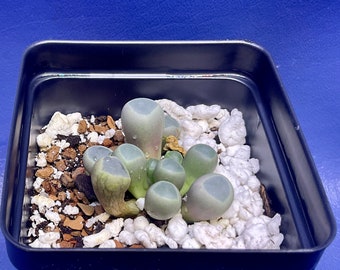 Fenestraria rhopalophylla shown in a 2” pot, mesemb, #G1743