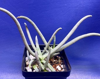 Cephalophyllum rigidum shown in a 2” pot, mesemb, #3165