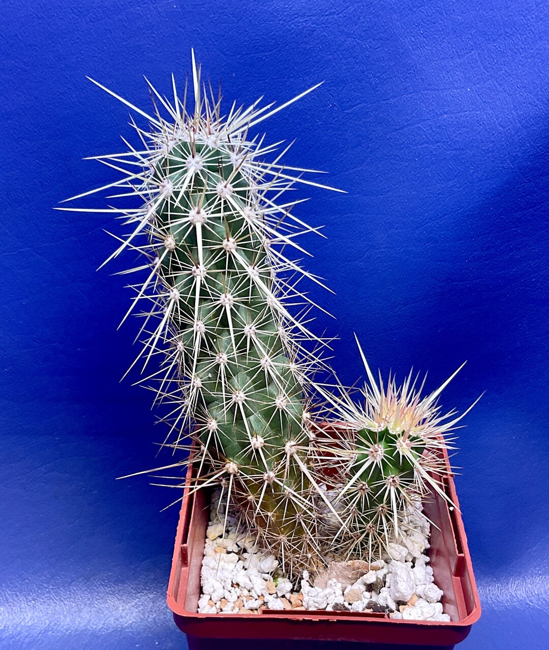 Echinocereus Brandegeei Shown in a 4 Pot 6 Tall G1734 Etsy