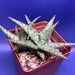 see more listings in the Aloe, Gasteria,Haworthia section