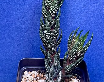 Haworthia coarctata var. tenuis shown in a 2” pot, #G1499