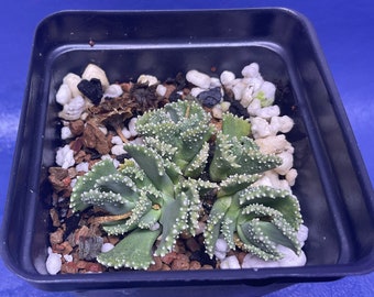 Aloinopsis malherbei shown in a 2” pot, mesemb, #3135