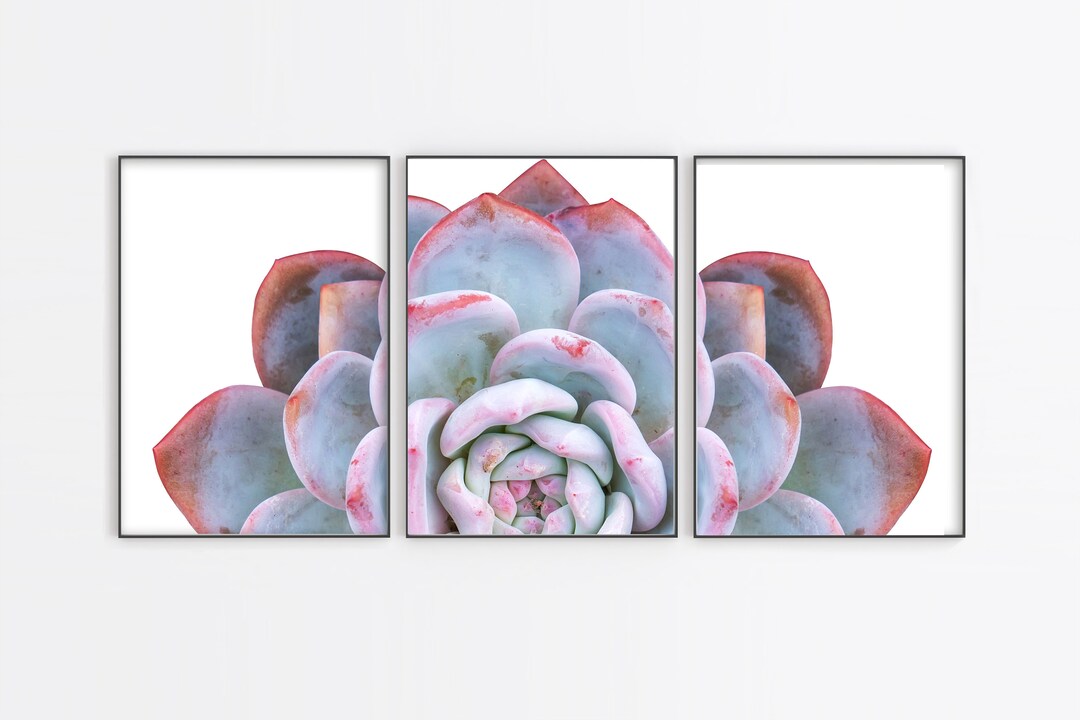 Succulent Wall Art, Purple Wall Decor, 3 Piece Split Wall Art - Etsy