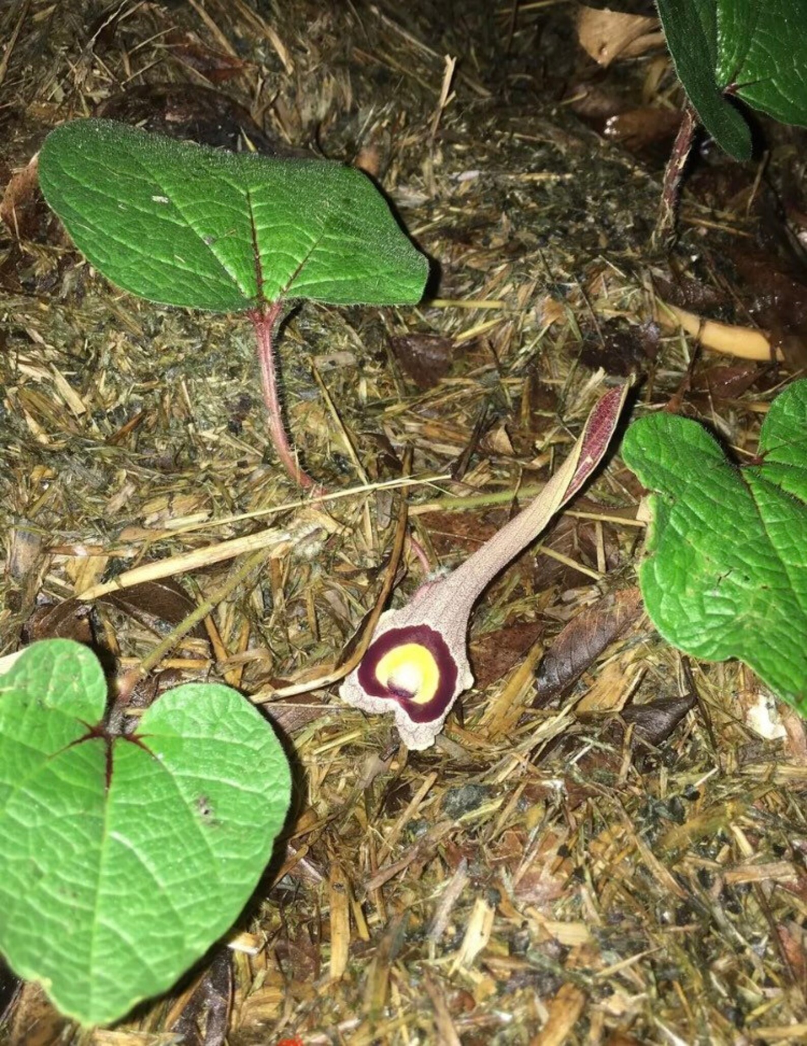 Astonishing Aristolochia Grandiflora Benefits You Need To Know - mf5fsbi