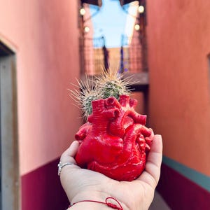 Può includere: Un vaso a forma di cuore rosso che contiene un piccolo cactus con aghi verdi e appuntiti. Il vaso è tenuto in una mano, con un braccialetto di filo rosso visibile. Lo sfondo presenta pareti rosa e arancioni.