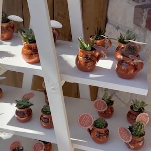 May include: A white wooden shelf unit displays several small terracotta pots, each holding a succulent plant. The pots have a handle and are decorated with a dark brown pattern. Some pots have small tags attached.