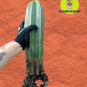 Mexican Fence Post Cactus – Pachycereus marginatus